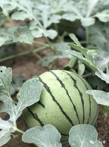 今日吃瓜热门大瓜必看大瓜网红,揭秘网红大瓜，吃瓜群众必看！