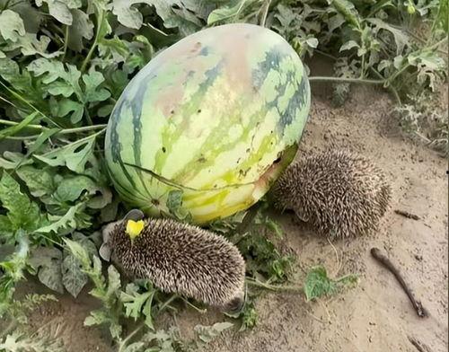 热门大瓜热心的朝阳爆料,朝阳爆料，明星隐私再掀波澜